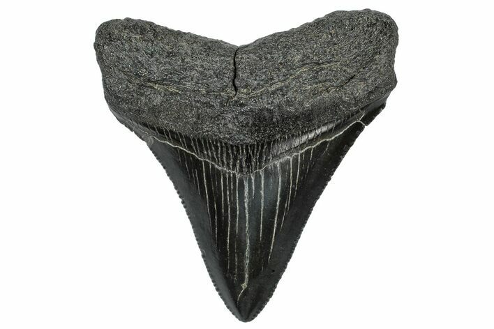 Serrated, Fossil Megalodon Tooth - South Carolina #297493